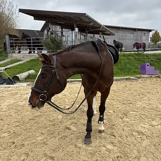 Vorschaubild Nr. 1 zu Reitbeteiligung in 8815 Horgenberg