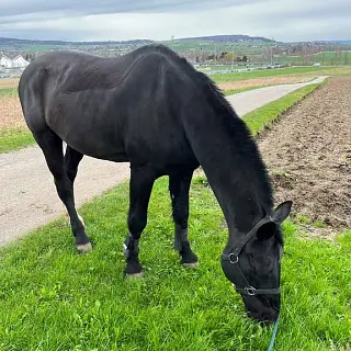 Vorschaubild Nr. 2 zu Reitbeteiligung in 8157 Dielsdorf