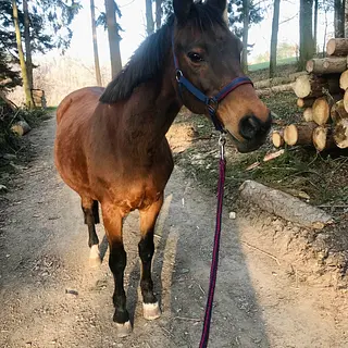 Vorschaubild Nr. 1 zu Reitbeteiligung in 3014 Bern