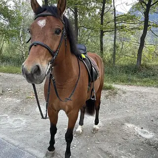 Vorschaubild Nr. 1 zu Reitbeteiligung in 7204 Untervaz