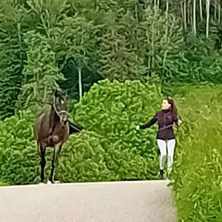 Vorschaubild Nr. 1 zu Reitbeteiligung in 8630 Rüti ZH