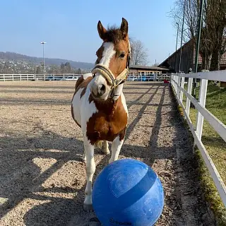 Vorschaubild Nr. 2 zu Reitbeteiligung in 4105 Biel-Benken BL