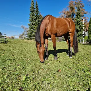 Vorschaubild Nr. 1 zu Reitbeteiligung in 8335 Hittnau