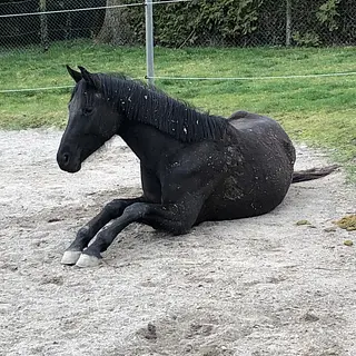 Vorschaubild Nr. 1 zu Reitbeteiligung in 3215 Gempenach
