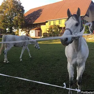 Vorschaubild Nr. 2 zu Reitbeteiligung in 3305 Scheunen