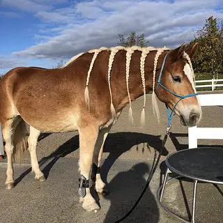 Vorschaubild Nr. 2 zu Reitbeteiligung in 3020 Bern