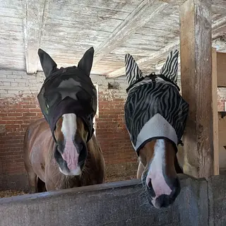 Vorschaubild Nr. 2 zu Reitbeteiligung in 4312 Magden