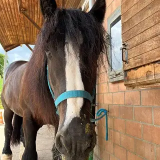 Vorschaubild Nr. 1 zu Reitbeteiligung in 3634 Thierachern