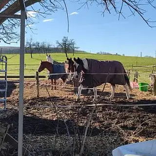 Vorschaubild Nr. 2 zu Reitbeteiligung in 8586 Erlen