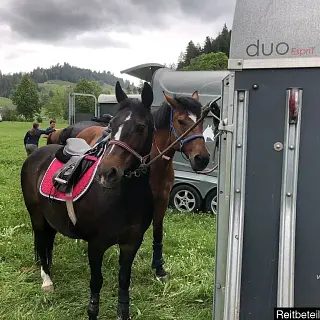 Vorschaubild Nr. 1 zu Reitbeteiligung in 3770 Zweisimmen