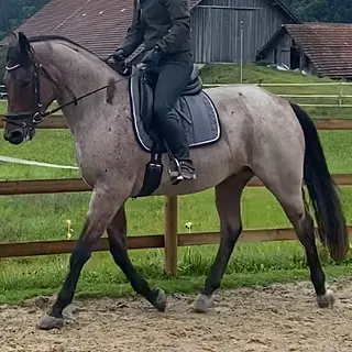 Vorschaubild Nr. 2 zu Reitbeteiligung in 6143 Ohmstal