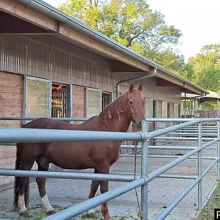 Vorschaubild Nr. 1 zu Reitbeteiligung in 5703 Seon