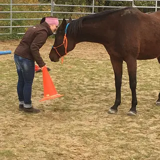 Vorschaubild Nr. 2 zu Reitbeteiligung in 4493 Wenslingen
