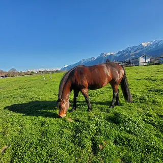 Vorschaubild Nr. 2 zu Reitbeteiligung in 3665 Wattenwil