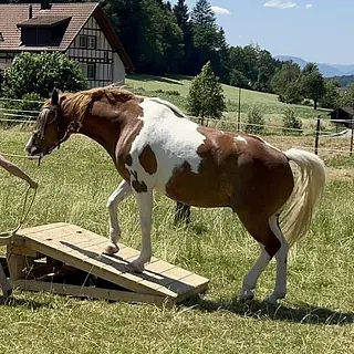 Vorschaubild Nr. 1 zu Reitbeteiligung in 4800 Zofingen