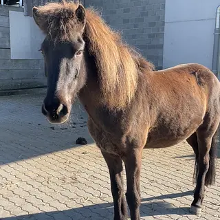 Vorschaubild Nr. 1 zu Reitbeteiligung in 9112 Schachen b. Herisau