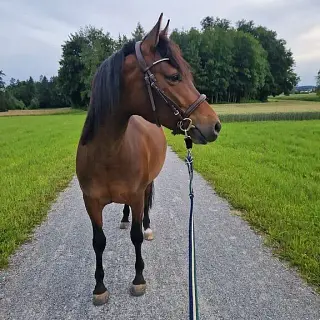Vorschaubild Nr. 2 zu Reitbeteiligung in 8635 Dürnten