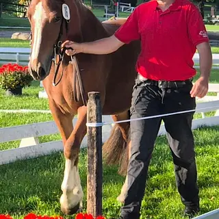 Vorschaubild Nr. 1 zu Reitbeteiligung in 8912 Obfelden