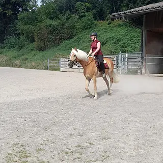 Vorschaubild Nr. 1 zu Reitbeteiligung in 8734 Ermenswil