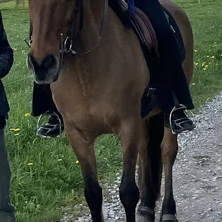 Vorschaubild Nr. 2 zu Reitbeteiligung in 3047 Bremgarten b. Bern