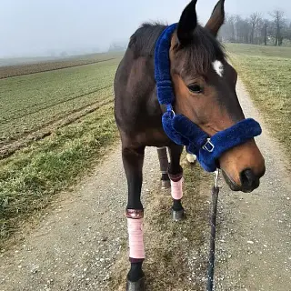 Vorschaubild Nr. 1 zu Reitbeteiligung in 8564 Hefenhausen