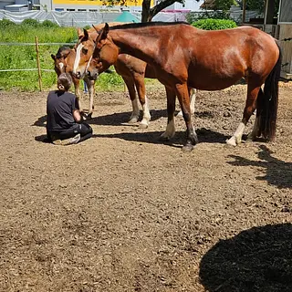 Vorschaubild Nr. 1 zu Reitbeteiligung in 4658 Däniken SO