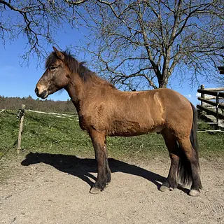 Vorschaubild Nr. 1 zu Reitbeteiligung in 8602 Wangen b. Dübendorf