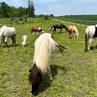 Vorschaubild Nr. 2 zu Reitbeteiligung in 8932 Mettmenstetten