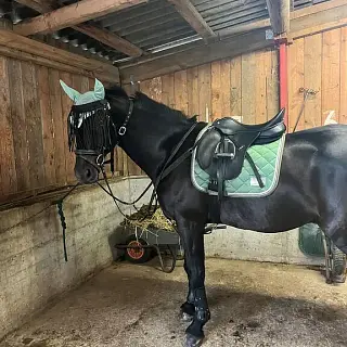 Vorschaubild Nr. 1 zu Reitbeteiligung in 8157 Dielsdorf