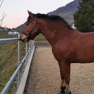 Vorschaubild Nr. 1 zu Reitbeteiligung in 6045 Meggen
