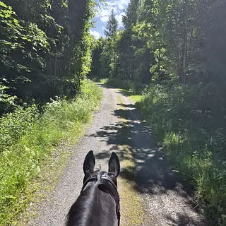 Vorschaubild Nr. 1 zu Reitbeteiligung in 3204 Rosshäusern