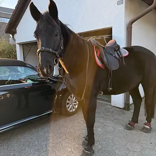 Vorschaubild Nr. 2 zu Reitbeteiligung in 4805 Brittnau