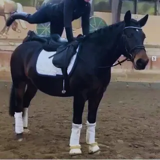 Vorschaubild Nr. 1 zu Reitbeteiligung in 8912 Obfelden