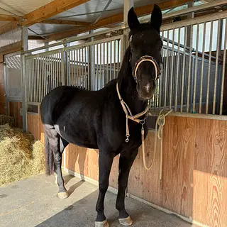 Vorschaubild Nr. 1 zu Reitbeteiligung in 4805 Brittnau
