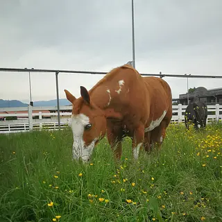 Vorschaubild Nr. 1 zu Reitbeteiligung in 9036 Grub SG