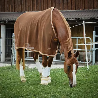 Vorschaubild Nr. 1 zu Reitbeteiligung in 8602 Wangen b. Dübendorf