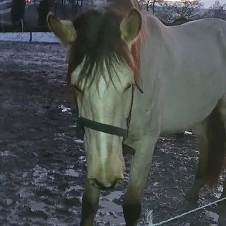 Vorschaubild Nr. 2 zu Reitbeteiligung in 8400 Winterthur