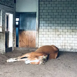 Vorschaubild Nr. 1 zu Reitbeteiligung in 8422 Pfungen