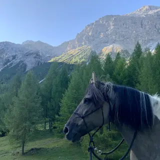Vorschaubild Nr. 1 zu Reitbeteiligung in 7306 Fläsch
