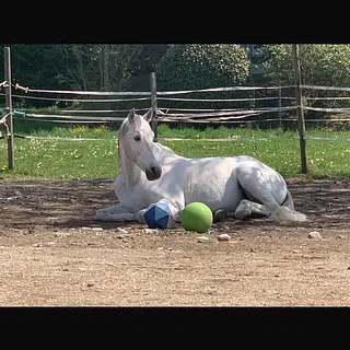 Vorschaubild Nr. 2 zu Reitbeteiligung in 8105 Regensdorf