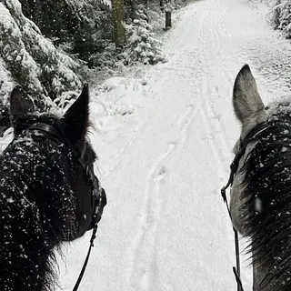 Vorschaubild Nr. 2 zu Reitbeteiligung in 3202 Frauenkappelen