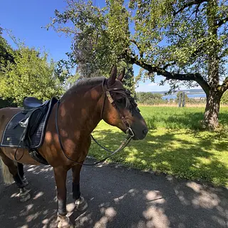 Vorschaubild Nr. 1 zu Reitbeteiligung in 6032 Emmen