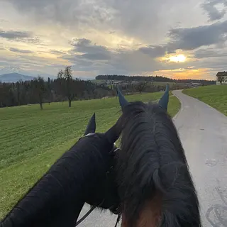 Vorschaubild Nr. 1 zu Reitbeteiligung in 6340 Baar