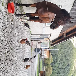 Vorschaubild Nr. 2 zu Reitbeteiligung in 3647 Reutigen