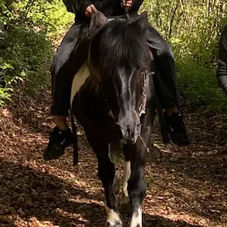 Vorschaubild Nr. 1 zu Reitbeteiligung in 8912 Obfelden