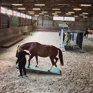 Vorschaubild Nr. 2 zu Reitbeteiligung in 4457 Diegten