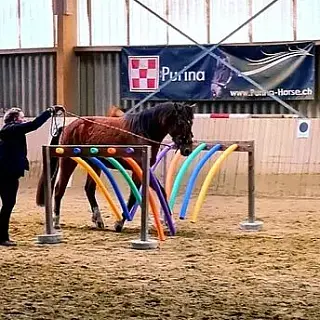 Vorschaubild Nr. 1 zu Reitbeteiligung in 8554 Bonau