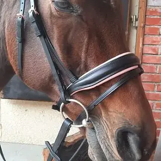 Vorschaubild Nr. 1 zu Reitbeteiligung in 4535 Hubersdorf