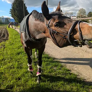 Vorschaubild Nr. 2 zu Reitbeteiligung in 4564 Zielebach