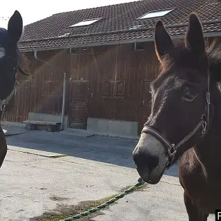 Vorschaubild Nr. 2 zu Reitbeteiligung in 9445 Rebstein